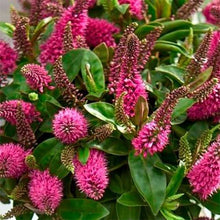 Carica l'immagine nel visualizzatore di Gallery, Hebe Donna Elsa