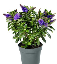 Carica l'immagine nel visualizzatore di Gallery, Hebe Donna Julia