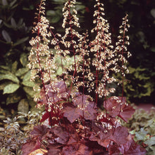Carica l'immagine nel visualizzatore di Gallery, Heuchera Micrantha "Palace Purple"