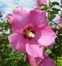 Carica l'immagine nel visualizzatore di Gallery, Hibiscus Syriacus "Woodbirdge"
