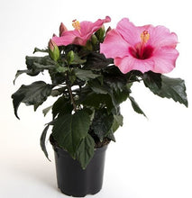 Carica l'immagine nel visualizzatore di Gallery, Hibiscus Rosa-Sinensis "Adonis"