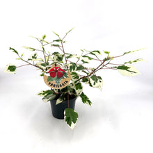 Carica l'immagine nel visualizzatore di Gallery, Hibiscus Rosa Sinensis Variegata