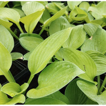Carica l'immagine nel visualizzatore di Gallery, Hosta "Ki Ren Jyaku"