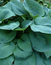 Carica l'immagine nel visualizzatore di Gallery, Hosta "Big Daddy"