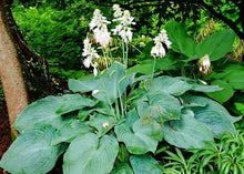 Carica l'immagine nel visualizzatore di Gallery, Hosta "Big Daddy"