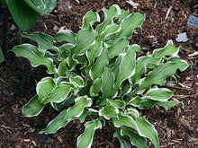 Carica l'immagine nel visualizzatore di Gallery, Hosta "Let's Twist Again"