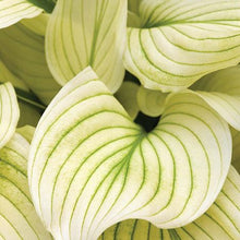 Carica l'immagine nel visualizzatore di Gallery, Hosta "White Feather"