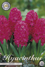 Carica l'immagine nel visualizzatore di Gallery, Hyacinthus "Jan Bos" in bulbi