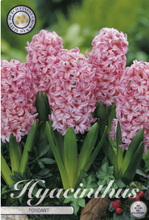 Carica l'immagine nel visualizzatore di Gallery, Hyacinthus "Fondant" (bulbi)