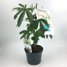 Carica l'immagine nel visualizzatore di Gallery, Hibiscus Rosa Sinensis - Karkadè Tea