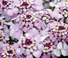 Carica l'immagine nel visualizzatore di Gallery, Iberis Sempervirens "Pink Ice"