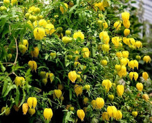 Carica l'immagine nel visualizzatore di Gallery, Clematis Tangutica