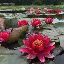 Carica l'immagine nel visualizzatore di Gallery, Nymphaea Marliacea colore casuale