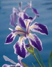 Carica l'immagine nel visualizzatore di Gallery, Iris Laevigata "Mottled Beauty"