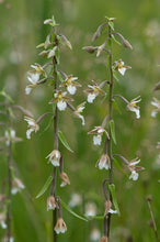 Carica l'immagine nel visualizzatore di Gallery, Epipactis Palustris (Orchidea delle Paludi)