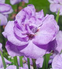 Carica l'immagine nel visualizzatore di Gallery, Iris Sibirica "Imperial Opal"