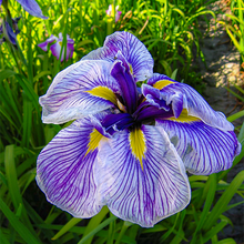 Carica l'immagine nel visualizzatore di Gallery, Iris Ensata "Royal Pageant"