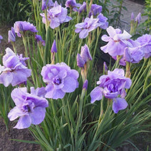 Carica l'immagine nel visualizzatore di Gallery, Iris Sibirica "Imperial Opal"