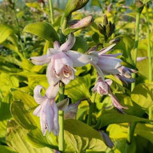 Carica l'immagine nel visualizzatore di Gallery, Hosta "Ki Ren Jyaku"