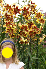 Carica l'immagine nel visualizzatore di Gallery, Lilium "Robert Swanson"