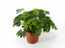 Carica l'immagine nel visualizzatore di Gallery, Mimosa Pudica