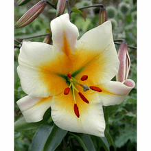 Carica l'immagine nel visualizzatore di Gallery, Lilium "Miss Peculiar"