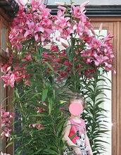 Carica l'immagine nel visualizzatore di Gallery, Lilium "Miss Feya"