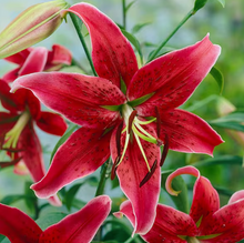 Carica l'immagine nel visualizzatore di Gallery, Lilium "Miss Feya"