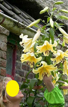 Carica l'immagine nel visualizzatore di Gallery, Lilium "Miss Peculiar"