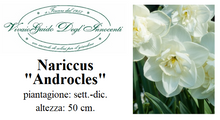 Carica l'immagine nel visualizzatore di Gallery, Narcissus "Androcles"