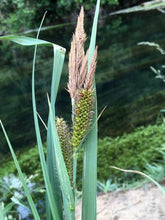 Carica l'immagine nel visualizzatore di Gallery, Phragmites Australis