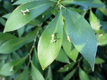 Carica l'immagine nel visualizzatore di Gallery, Ruscus Hypoglossum