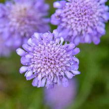 Carica l'immagine nel visualizzatore di Gallery, Scabiosa Columbaria "Butterfly Blu"