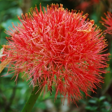 Carica l'immagine nel visualizzatore di Gallery, Scadoxus Multiflorus