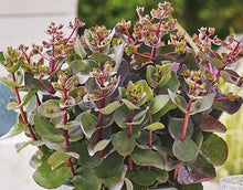 Carica l'immagine nel visualizzatore di Gallery, Sedum Telephium "Seduction Cherry Chocolate"