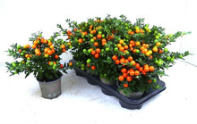Carica l'immagine nel visualizzatore di Gallery, Solanum Pseudocapsicum "Megaball"