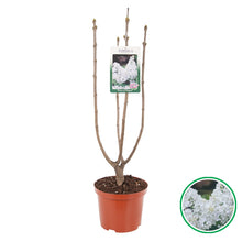 Carica l'immagine nel visualizzatore di Gallery, Syringa Vulgaris "Mme Lemoine"