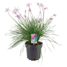 Carica l'immagine nel visualizzatore di Gallery, Tulbaghia Violacea