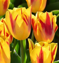 Carica l'immagine nel visualizzatore di Gallery, Tulipa "Washington"