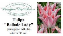 Carica l'immagine nel visualizzatore di Gallery, Tulipa "Ballade Lady"