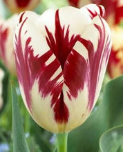 Carica l'immagine nel visualizzatore di Gallery, Tulipa "Grand Perfection"