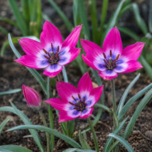 Carica l'immagine nel visualizzatore di Gallery, Tulipa Humilis "Little Beauty"