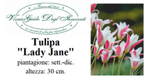 Carica l'immagine nel visualizzatore di Gallery, Tulipa Clusiana "Lady Jane"