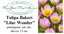 Carica l'immagine nel visualizzatore di Gallery, Tulipa Bakeri "Lilac Wonder"