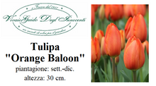 Carica l'immagine nel visualizzatore di Gallery, Tulipa "Orange Balloon"