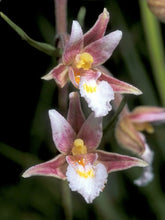 Carica l'immagine nel visualizzatore di Gallery, Epipactis Palustris (Orchidea delle Paludi)