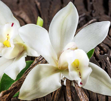 Carica l'immagine nel visualizzatore di Gallery, Orchidea Vanilla Planifolia