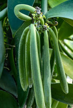 Carica l'immagine nel visualizzatore di Gallery, Orchidea Vanilla Planifolia