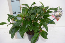 Carica l'immagine nel visualizzatore di Gallery, Viburnum Davidii