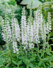 Carica l'immagine nel visualizzatore di Gallery, Veronica Spicata "Icicle"